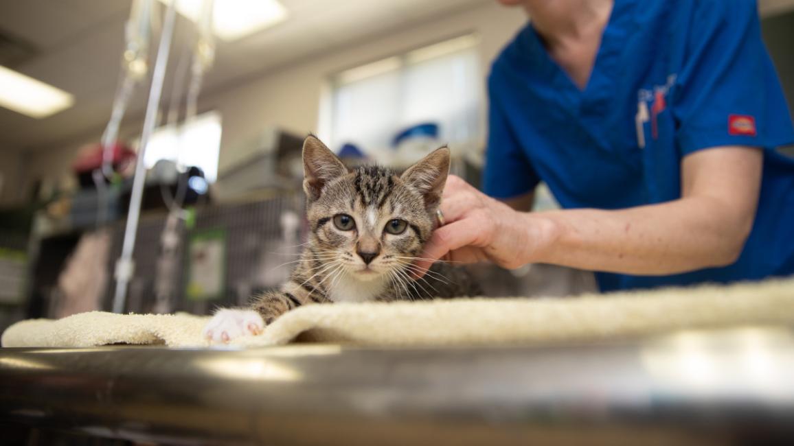 Medical person touching a tabby kitten